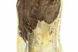 Polished, Petrified Wood (Metasequoia) Stand Up - Oregon #263503-1